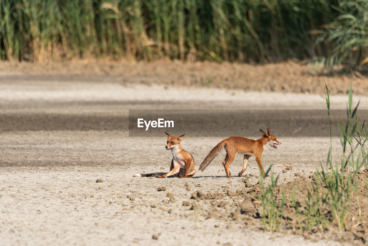 SIDE VIEW OF TWO DOGS