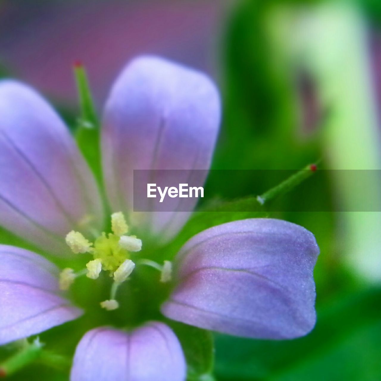 Close-up of purple flower