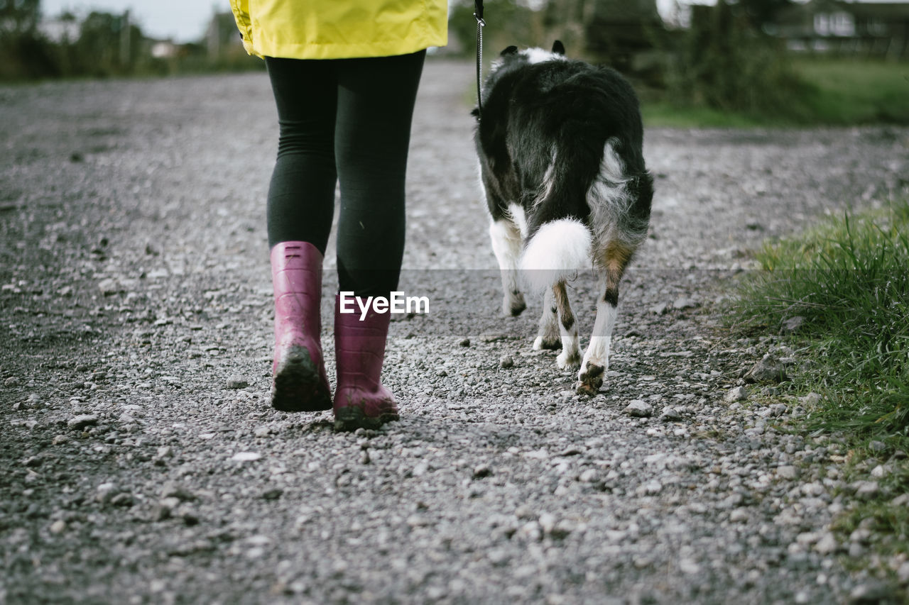 LOW SECTION OF MAN WITH DOG WALKING ON ZEBRA