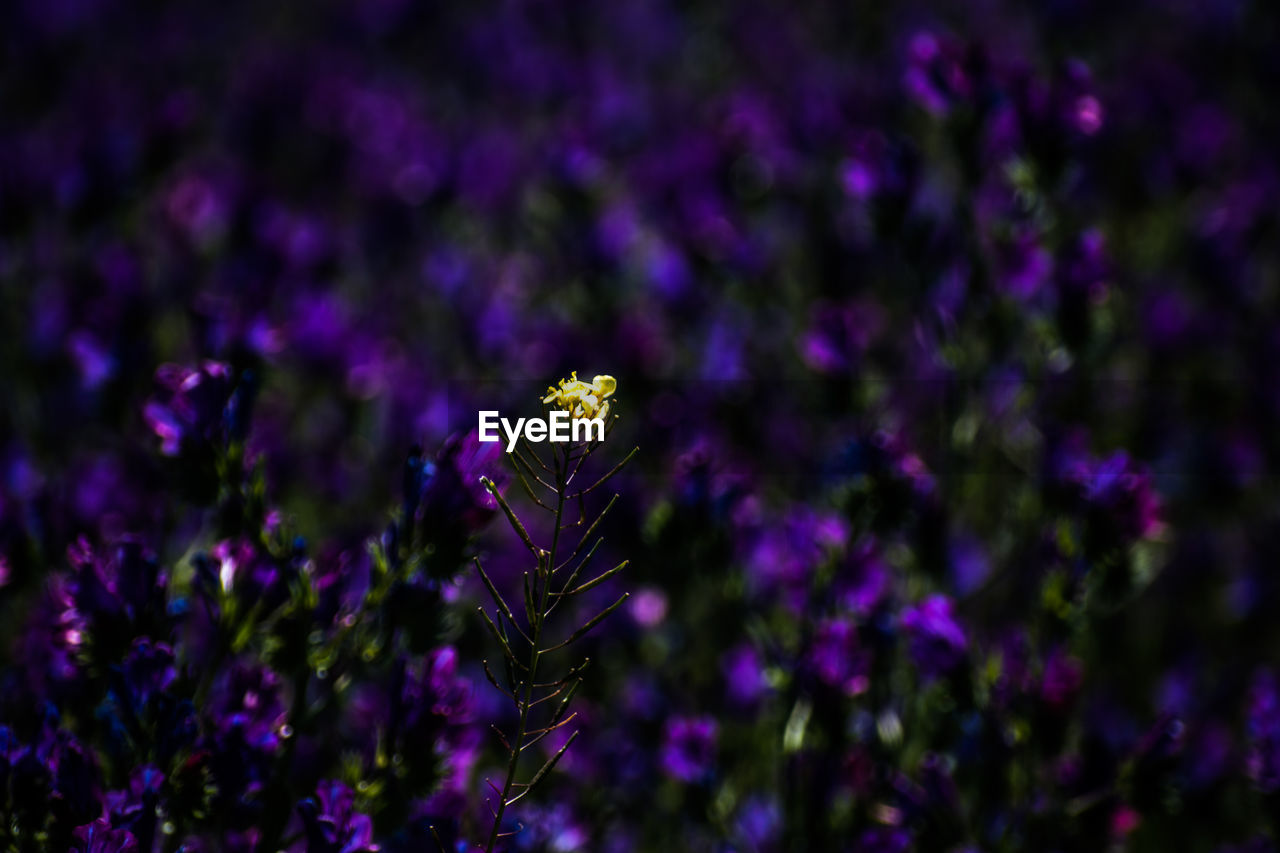 CLOSE UP OF PURPLE FLOWER