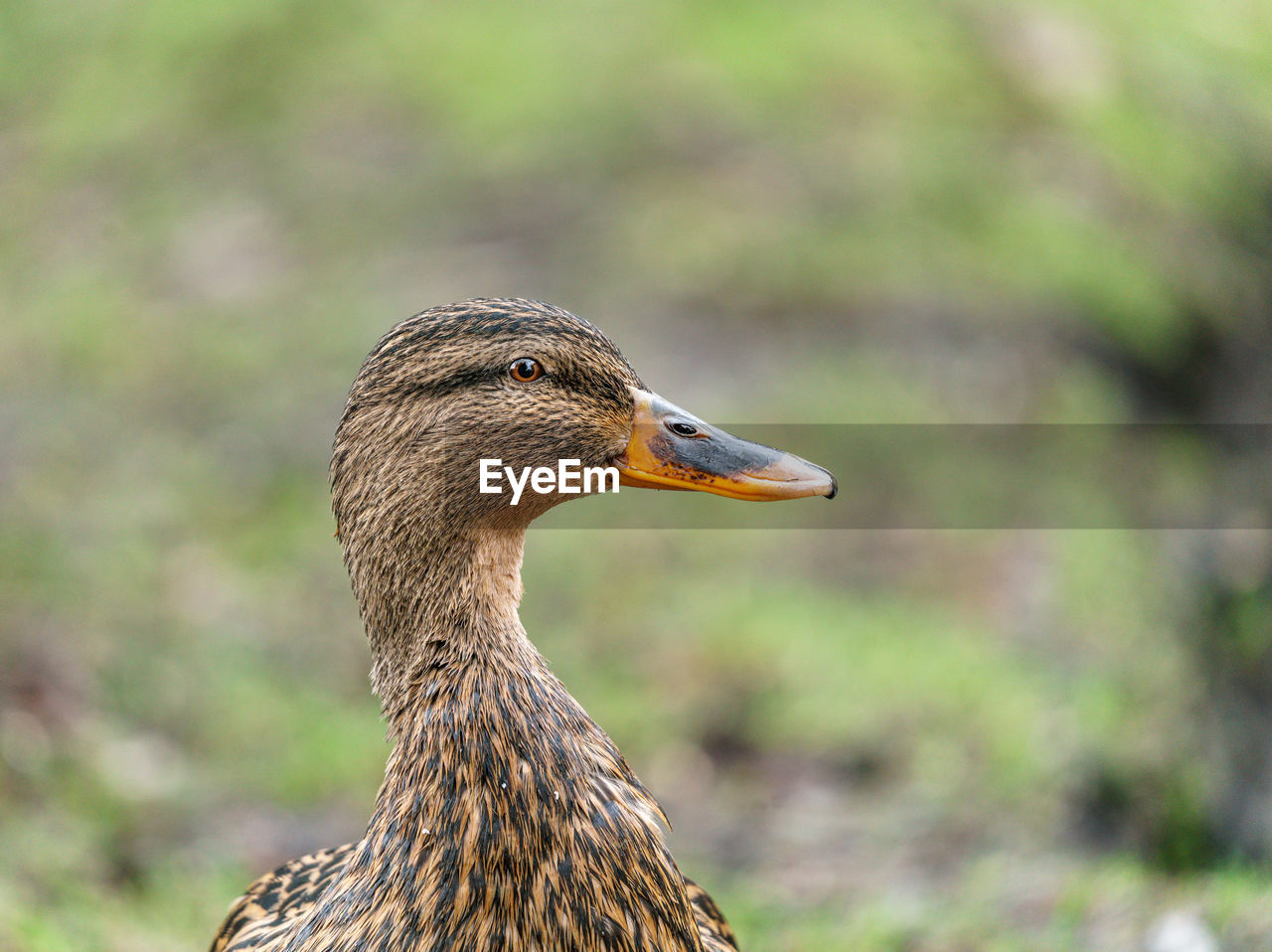 Close-up of goose 