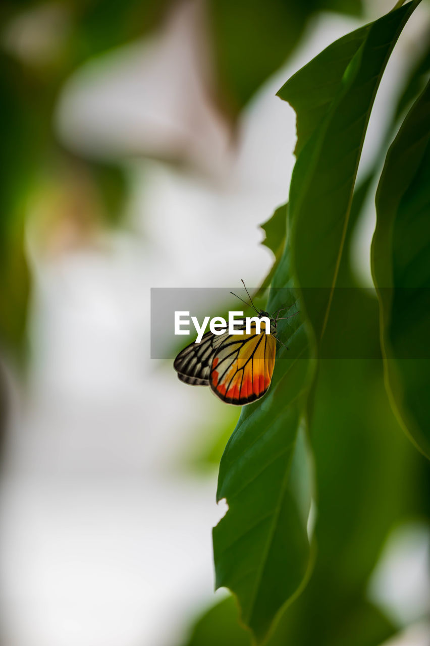 Close-up of butterfly pollinating flower