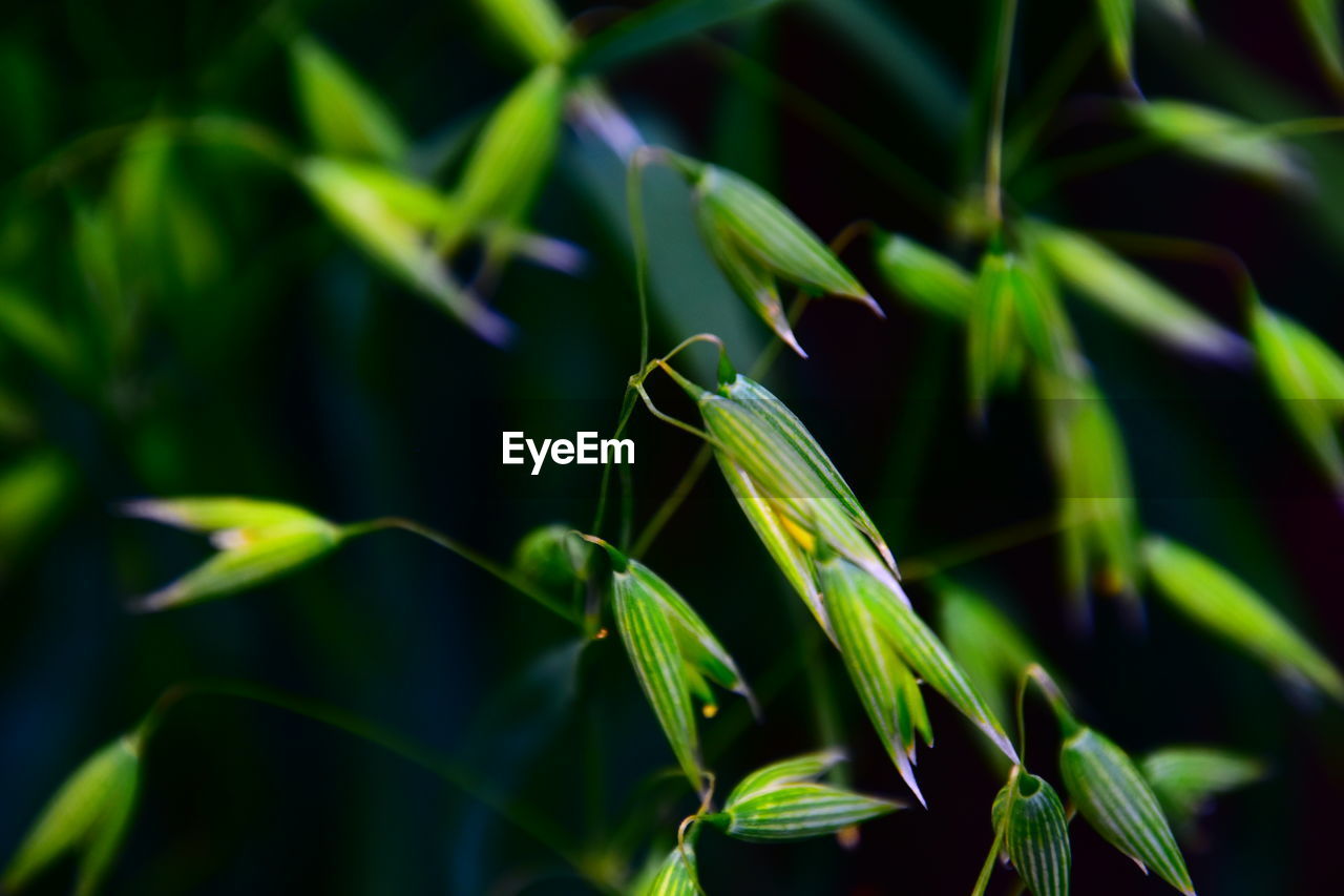 CLOSE-UP OF GRASSHOPPER ON PLANT