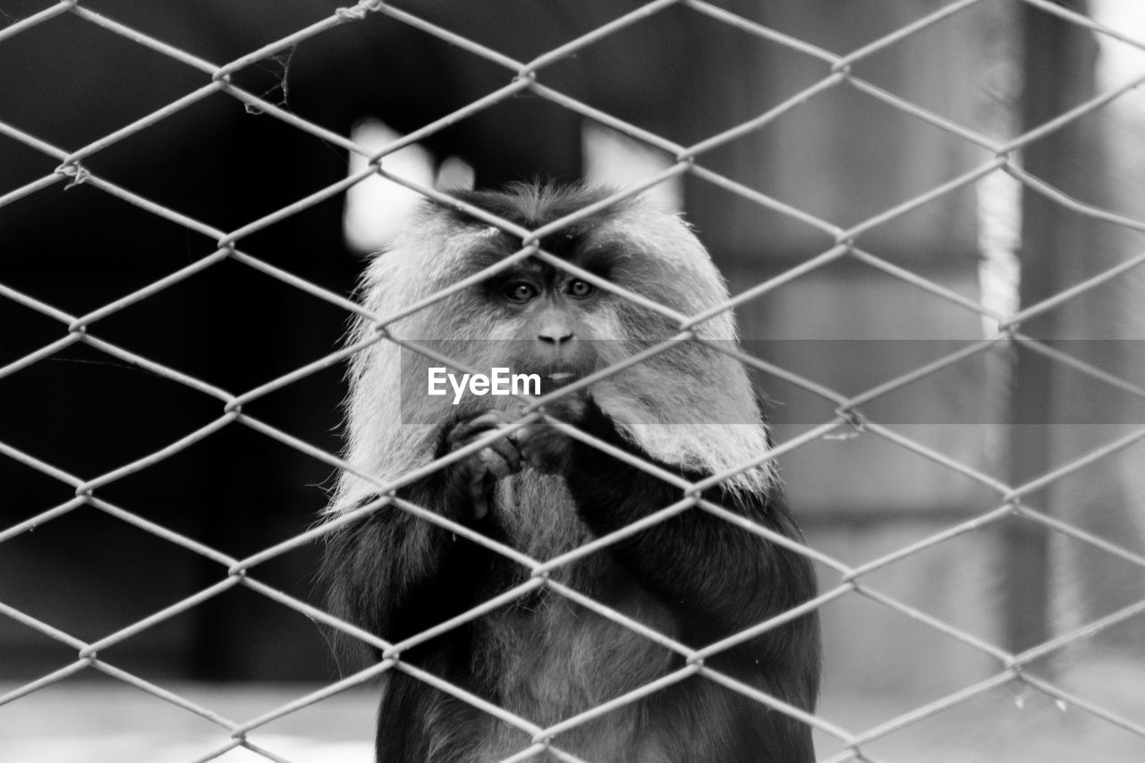 CLOSE-UP OF MONKEYS IN CAGE