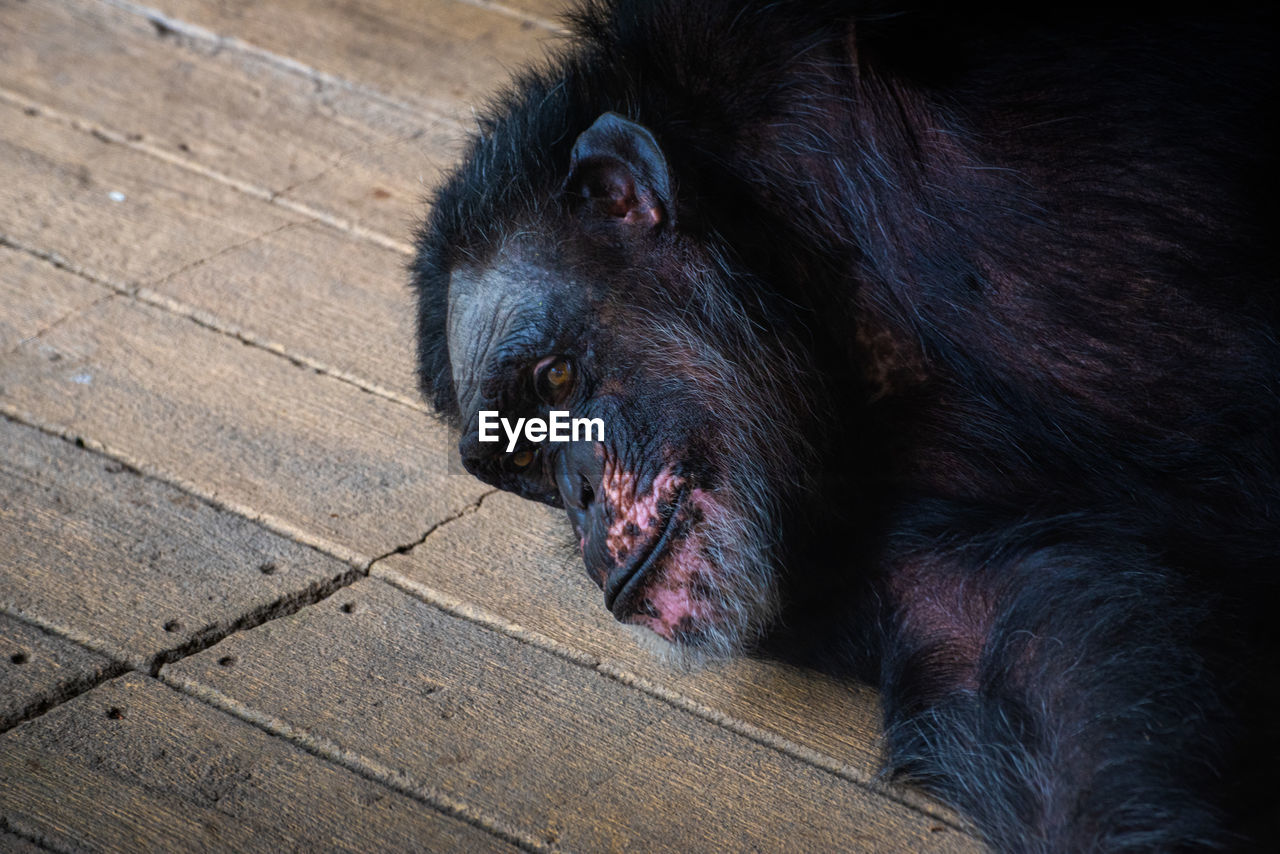 Chimpanzee lies on wooden floor and rest