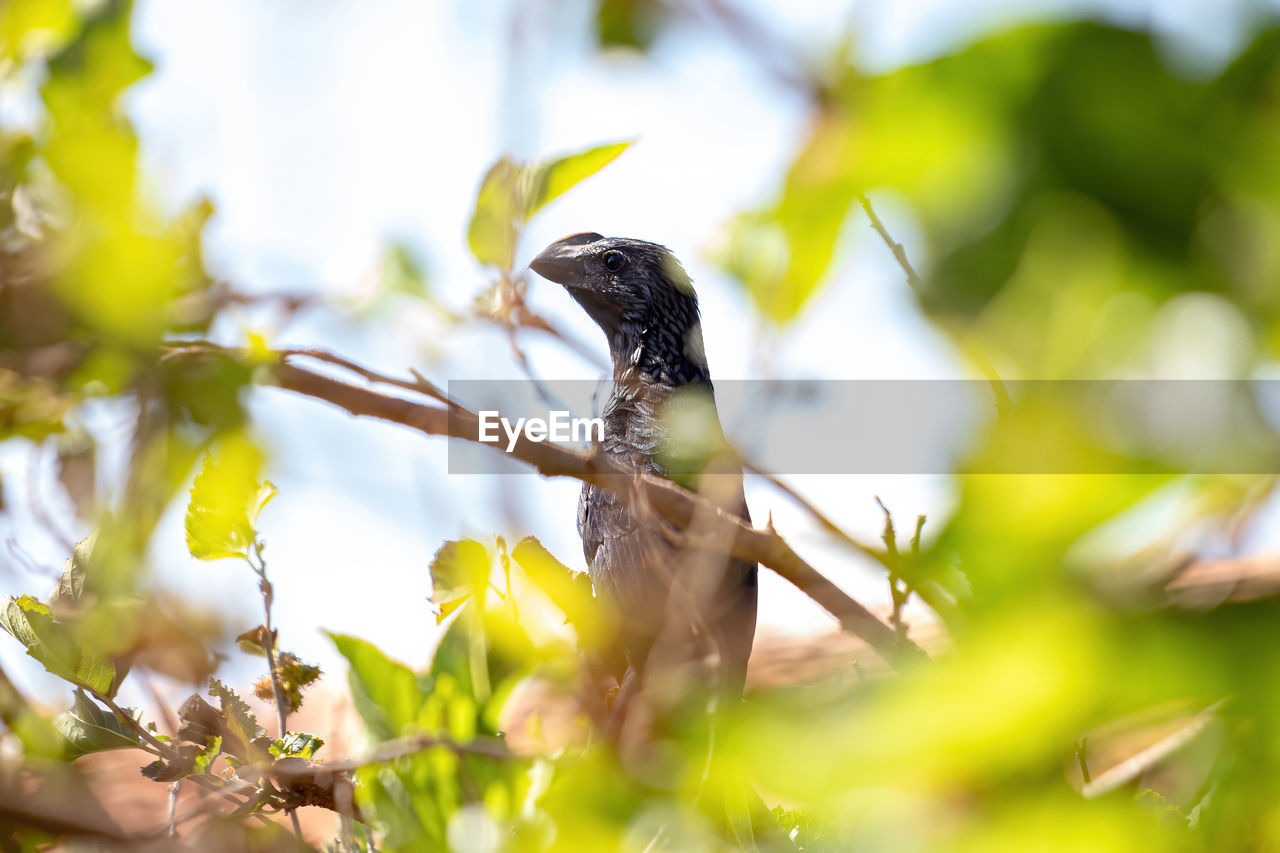 BIRD PERCHING ON BRANCH