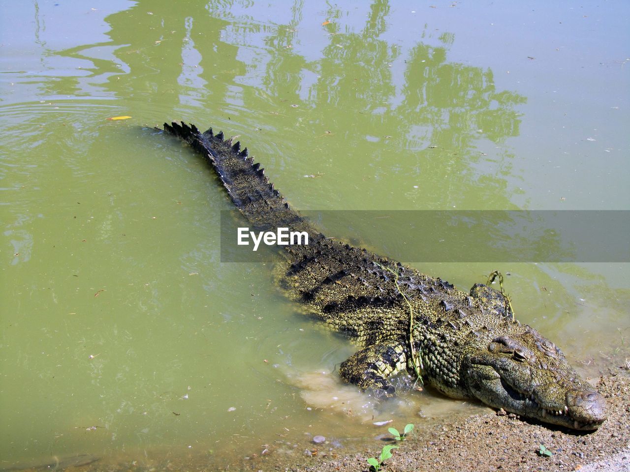 LIZARD IN WATER