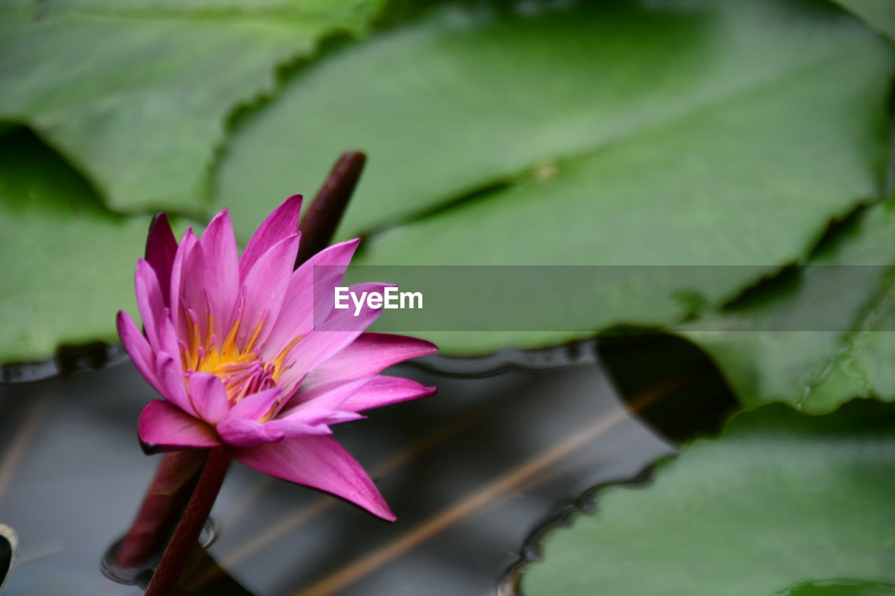 Close-up of pink water lily in pond