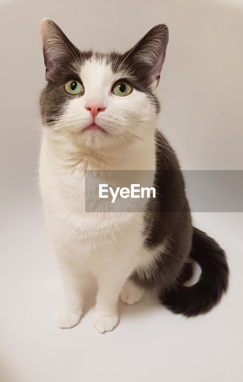 PORTRAIT OF CAT SITTING ON WHITE BACKGROUND