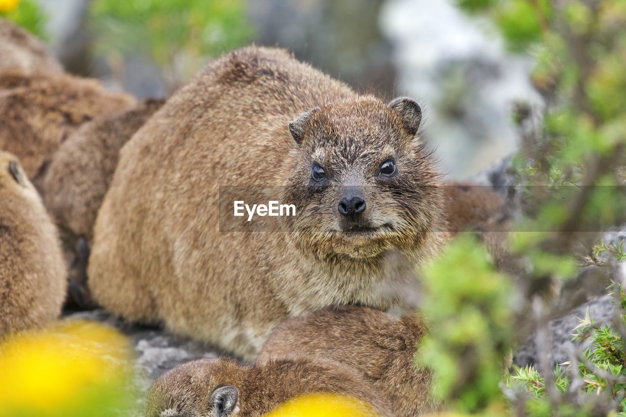 Close-up portrait of a marmot 