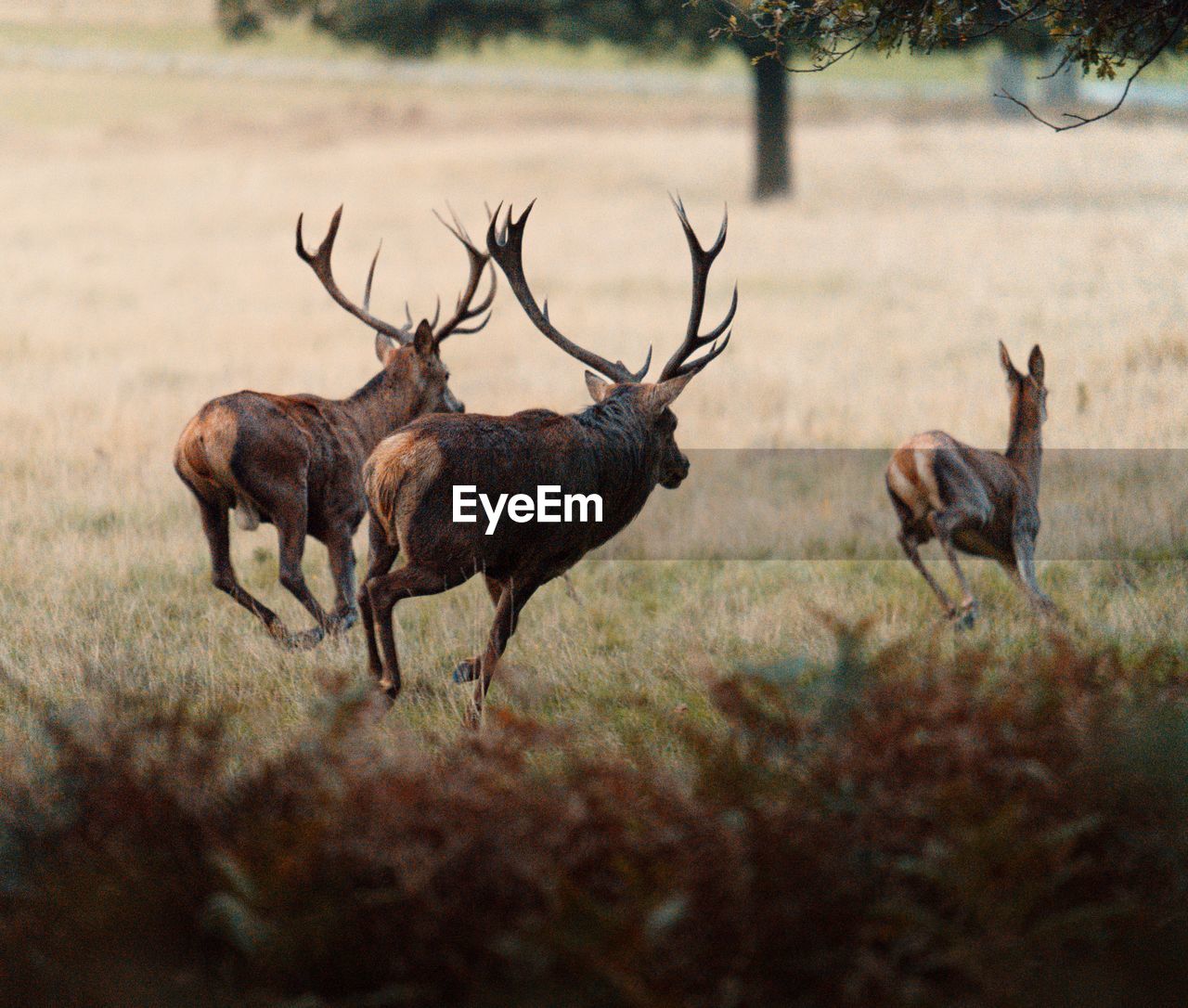 animal, animal themes, animal wildlife, wildlife, mammal, deer, group of animals, nature, no people, antler, plant, tree, outdoors, elk, autumn, day, domestic animals, grass, environment, stag, herd, landscape