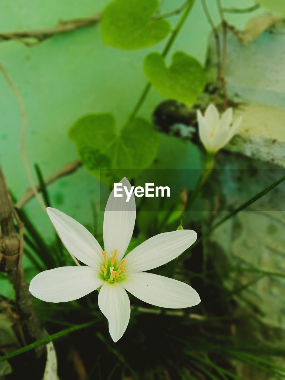 plant, flower, flowering plant, green, freshness, beauty in nature, leaf, close-up, nature, plant part, growth, fragility, flower head, petal, inflorescence, wildflower, white, no people, water, blossom, focus on foreground, water lily, outdoors, day, lake, springtime, botany, pollen