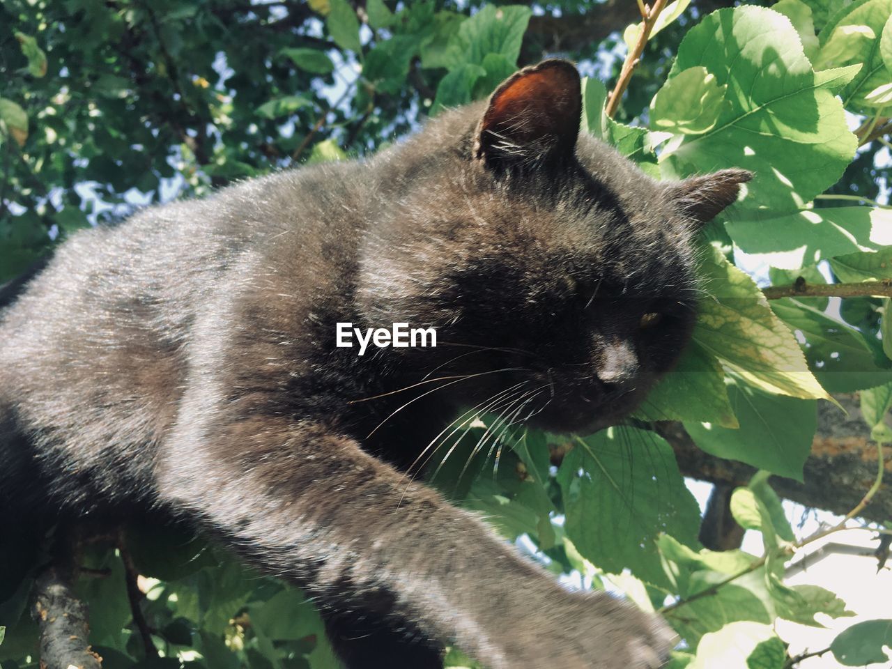 CLOSE-UP OF A CAT ON PLANT