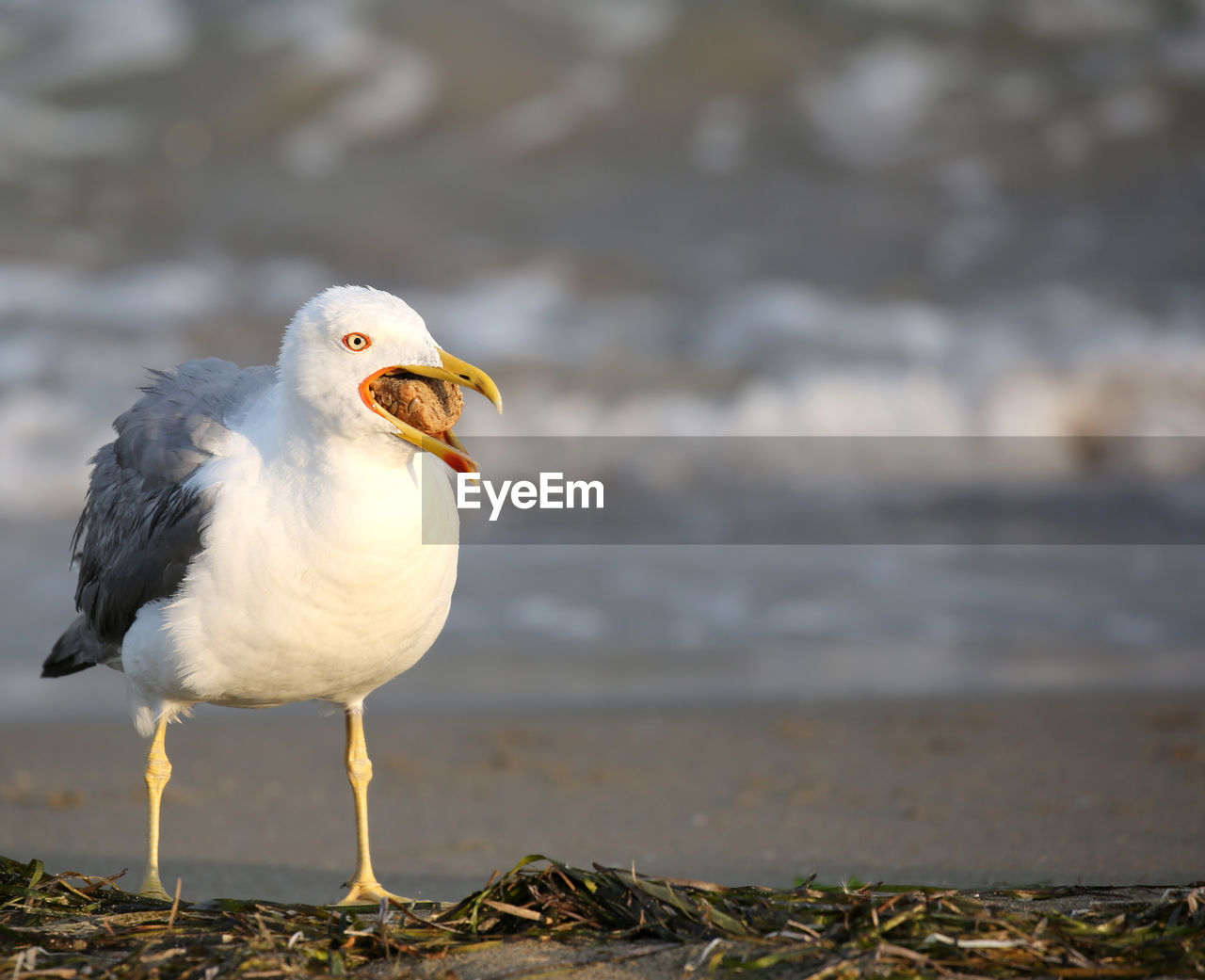 Bird seagull in summer by the mediterranean seaon the beach with opened beak