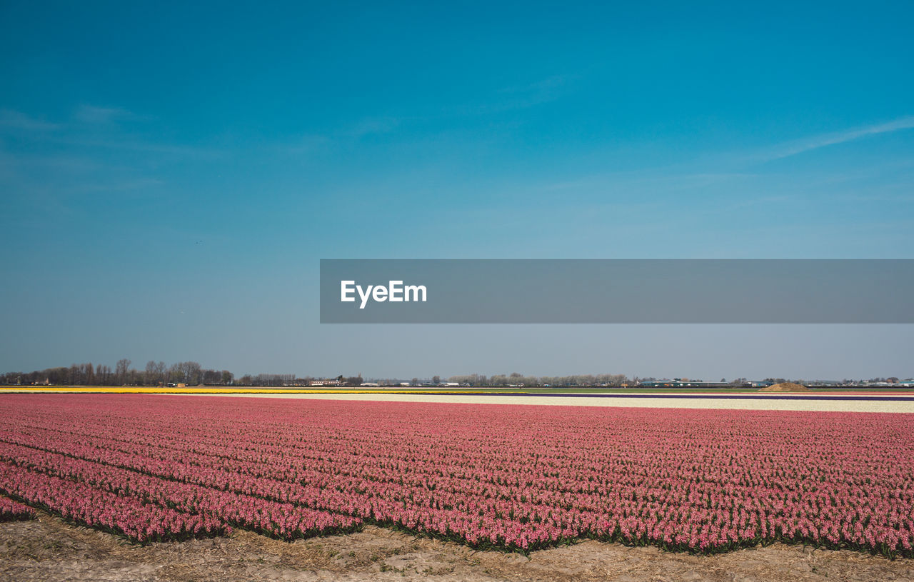 Scenic view of field against blue sky