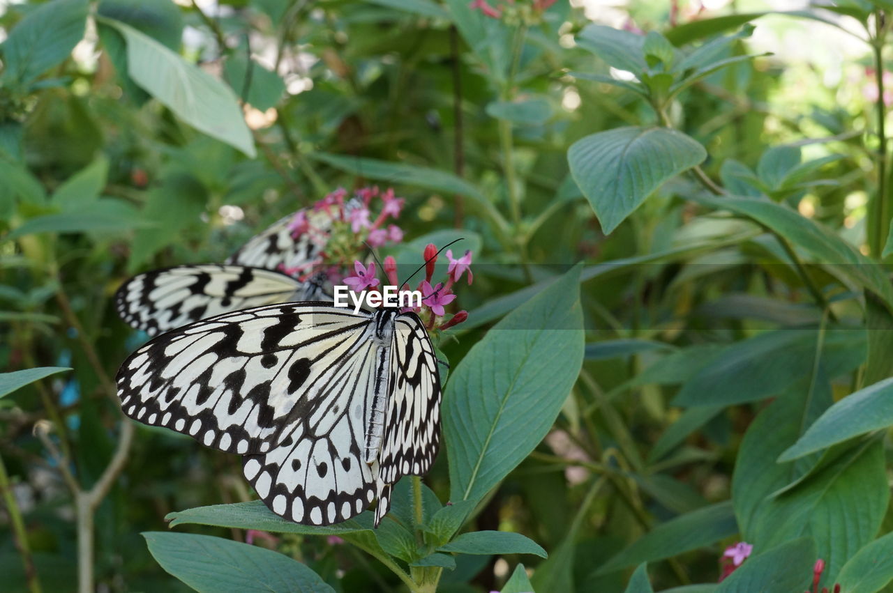 CLOSE-UP OF BUTTERFLY POLLINATING ON LEAF