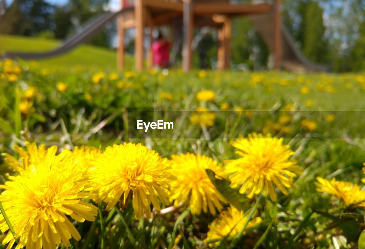 CLOSE-UP OF YELLOW FLOWERS IN GARDEN