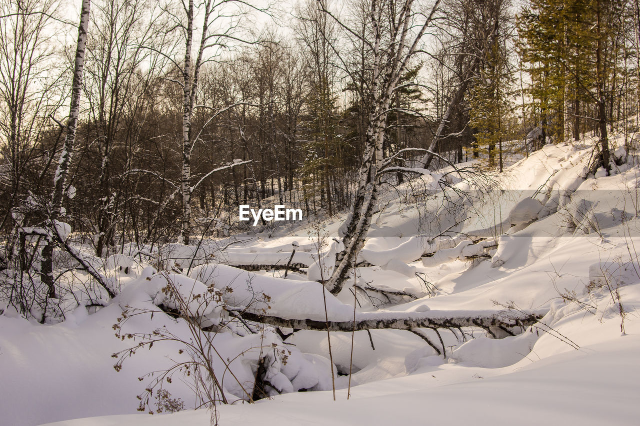 BARE TREES ON SNOW COVERED LAND