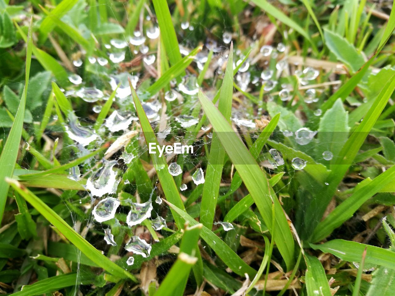 FULL FRAME SHOT OF FRESH GREEN PLANTS