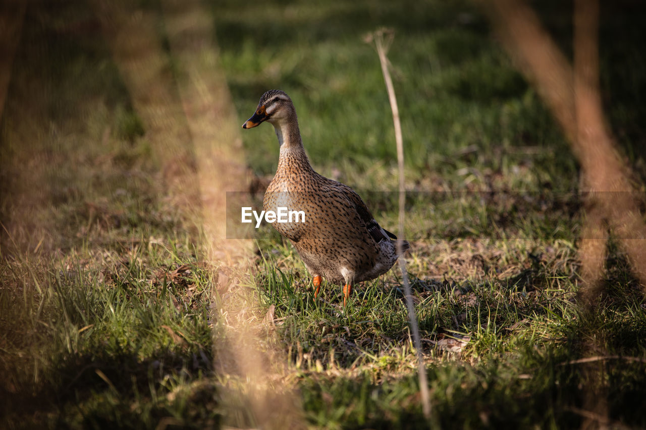 BIRD IN A FIELD