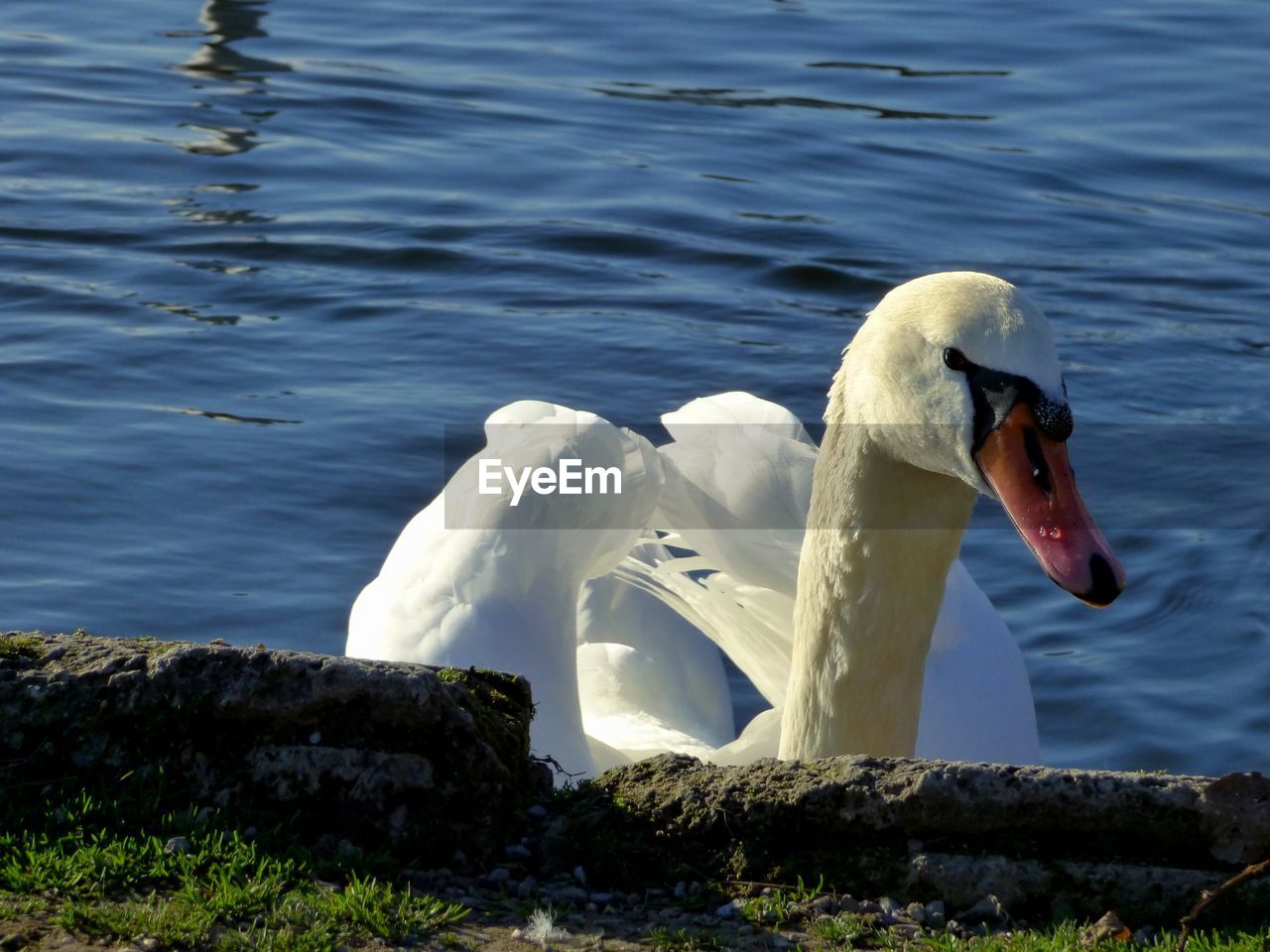 SWAN ON ROCK