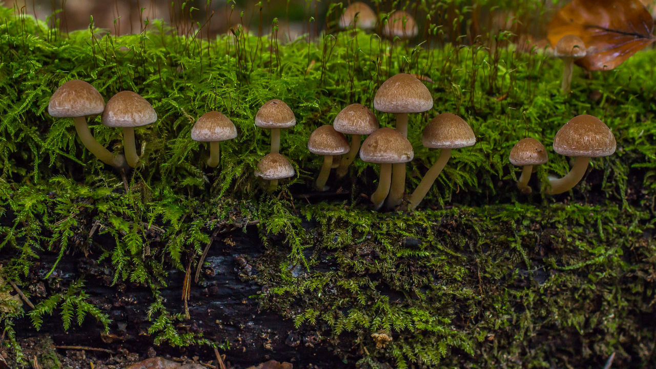 Wild mushrooms growing on moss covered wood