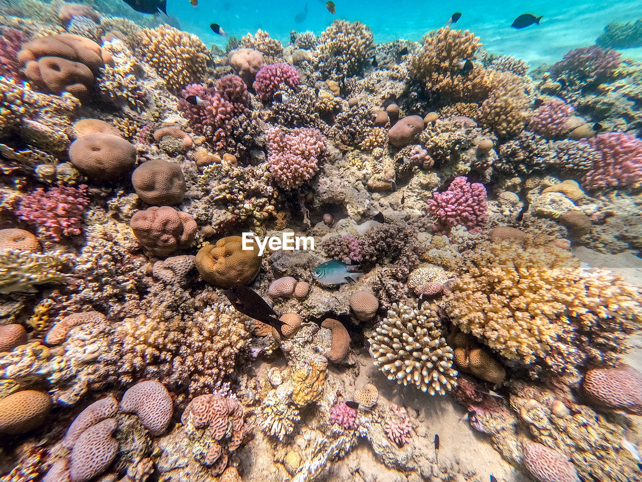 full frame shot of fish swimming in sea