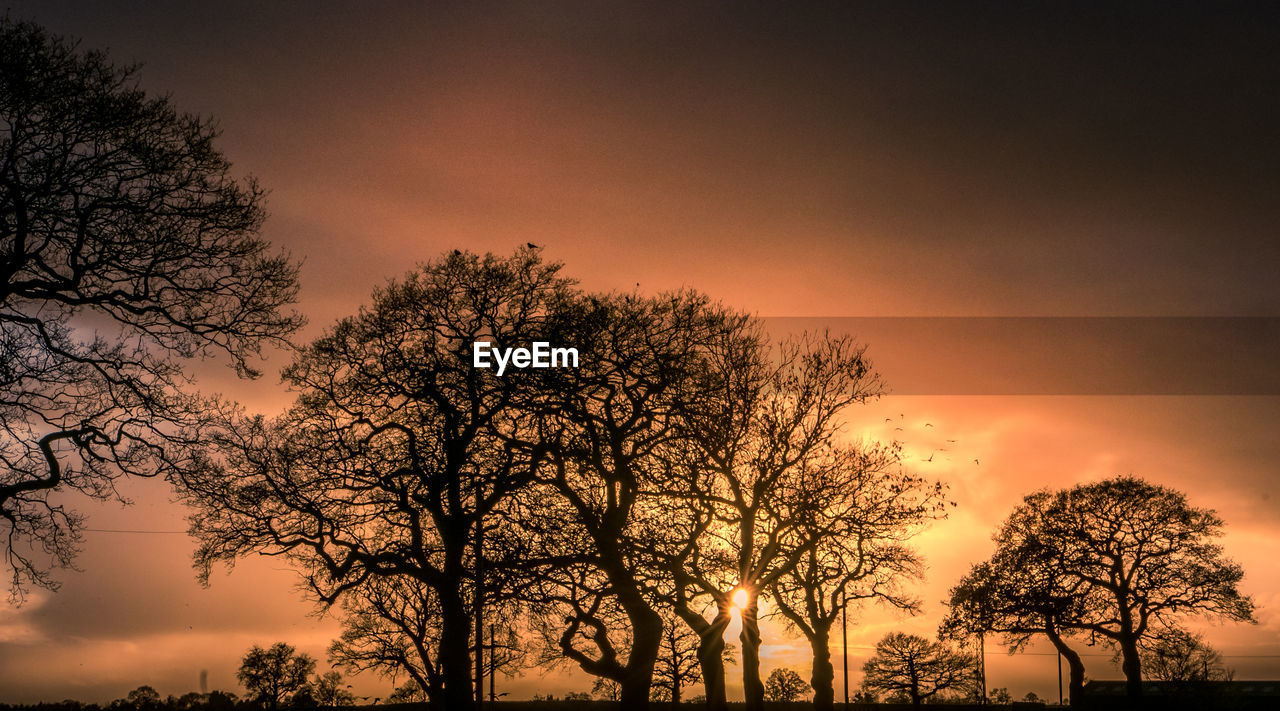 SILHOUETTE TREES AGAINST SKY DURING SUNSET