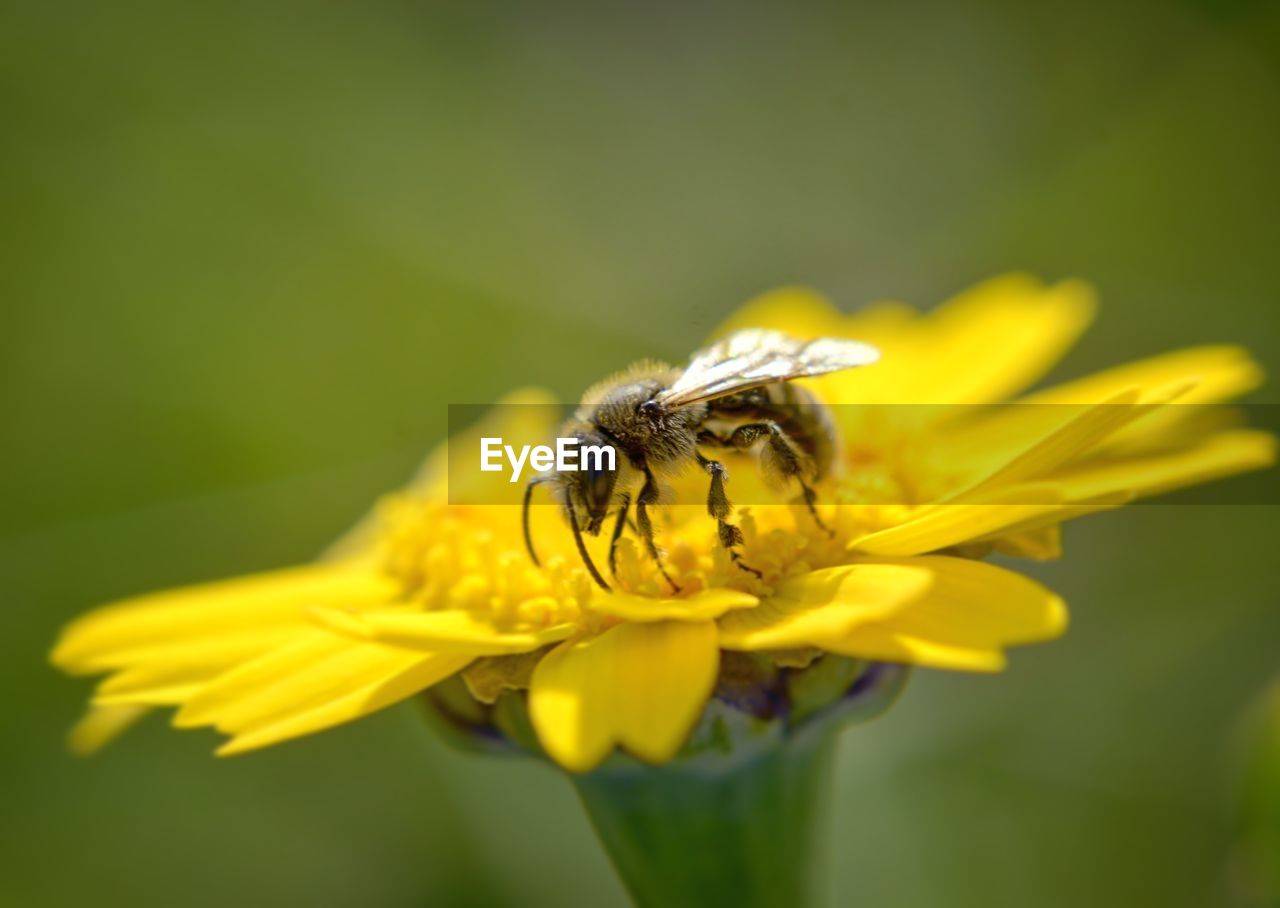 CLOSE-UP OF INSECT POLLINATING ON YELLOW FLOWER