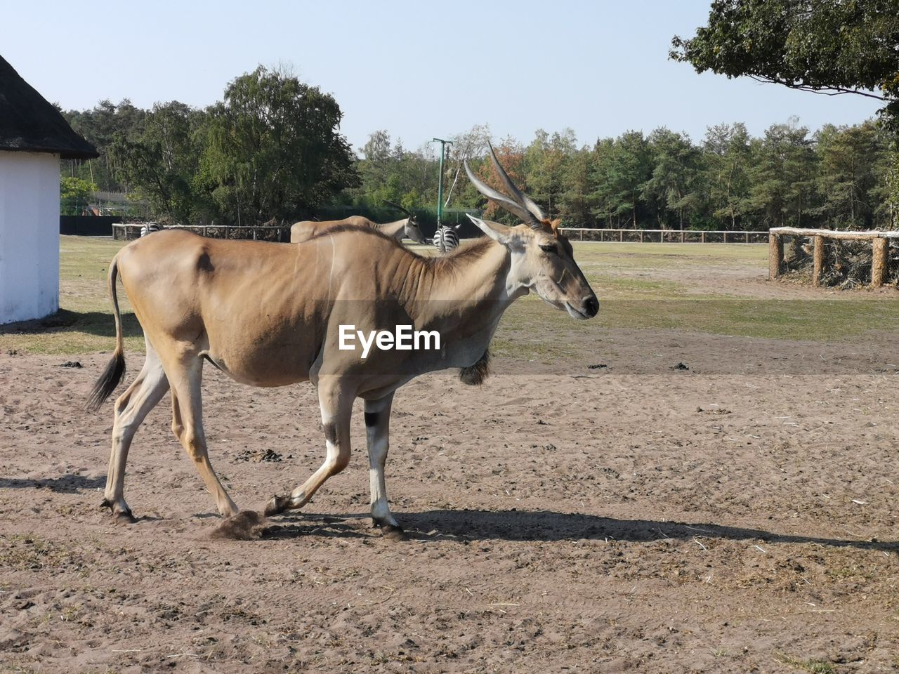 HORSES STANDING IN FIELD