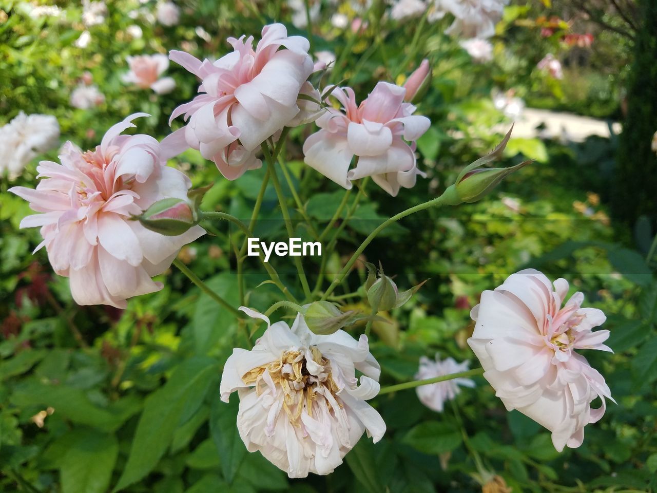 Close-up of pink flowers