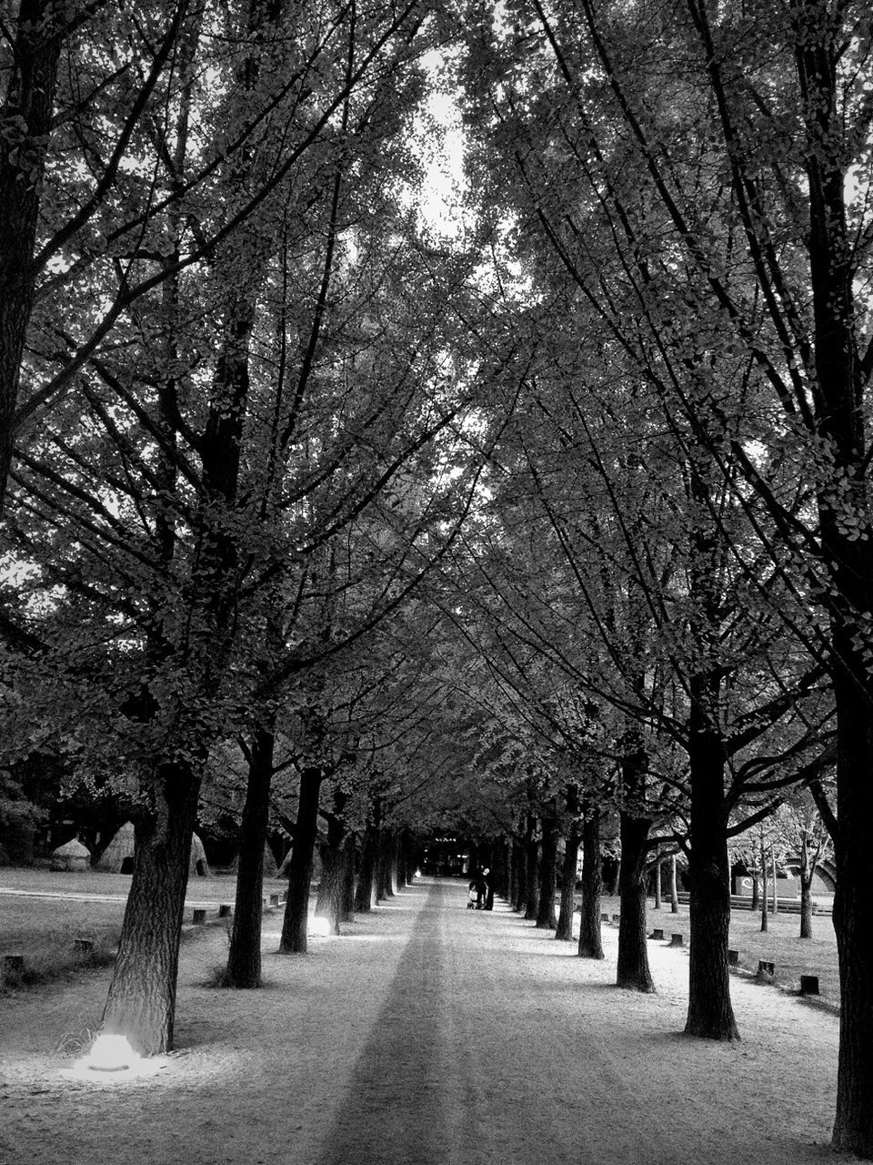 Street in middle of trees