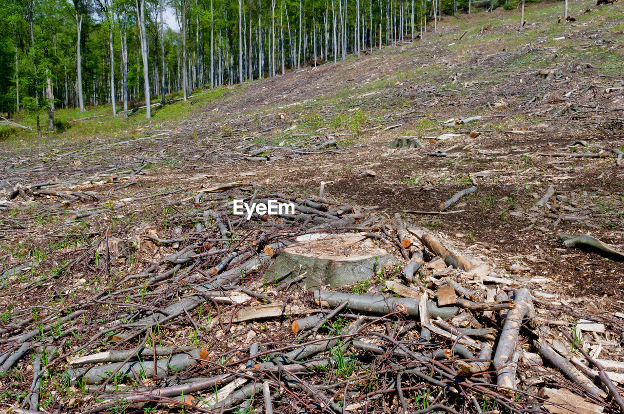 SCENIC VIEW OF FOREST