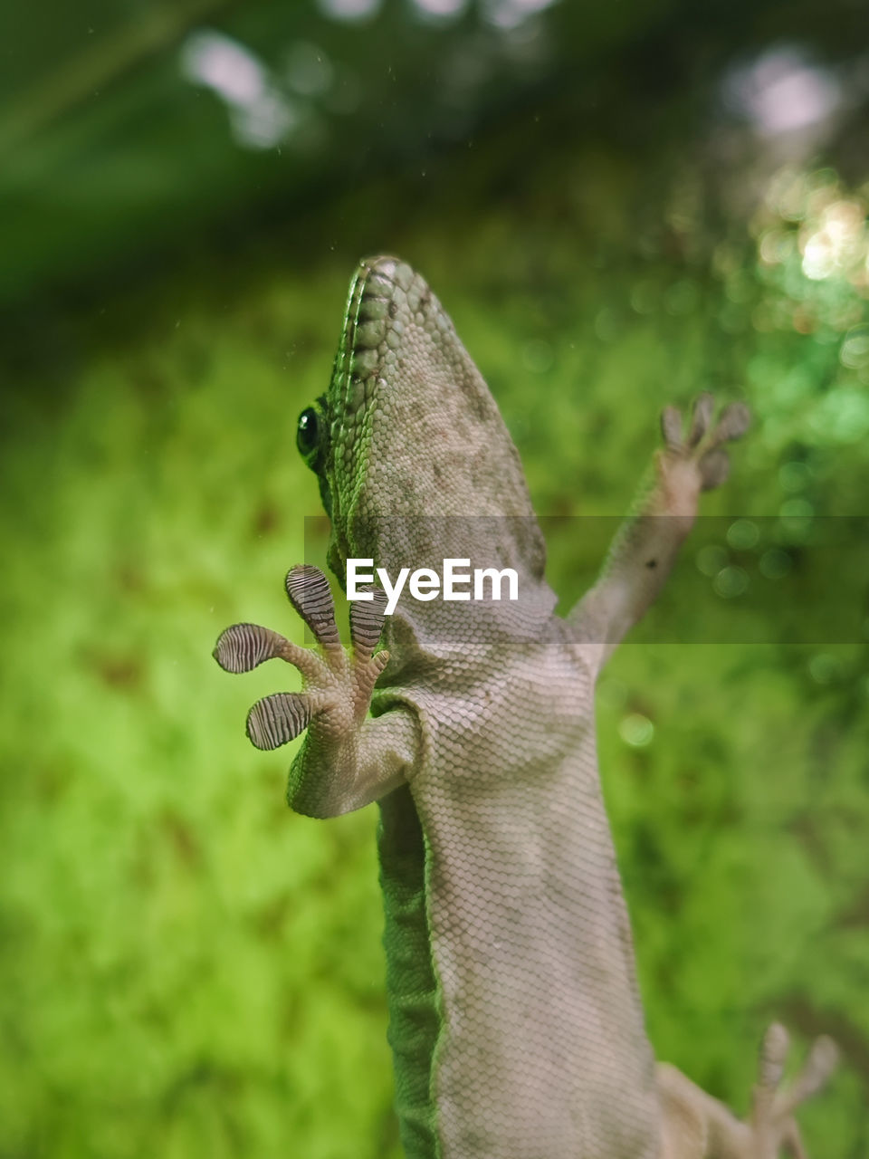 animal themes, animal, green, one animal, animal wildlife, lizard, wildlife, reptile, chameleon, plant, nature, no people, focus on foreground, close-up, macro photography, animal body part, tree, outdoors, anole, day, iguana