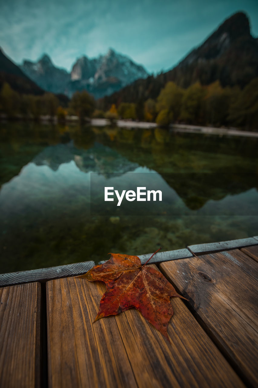 CLOSE-UP OF LEAVES IN LAKE