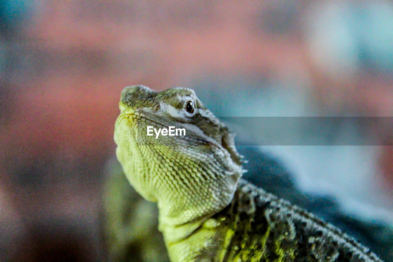 CLOSE-UP SIDE VIEW OF A LIZARD ON BLURRED BACKGROUND