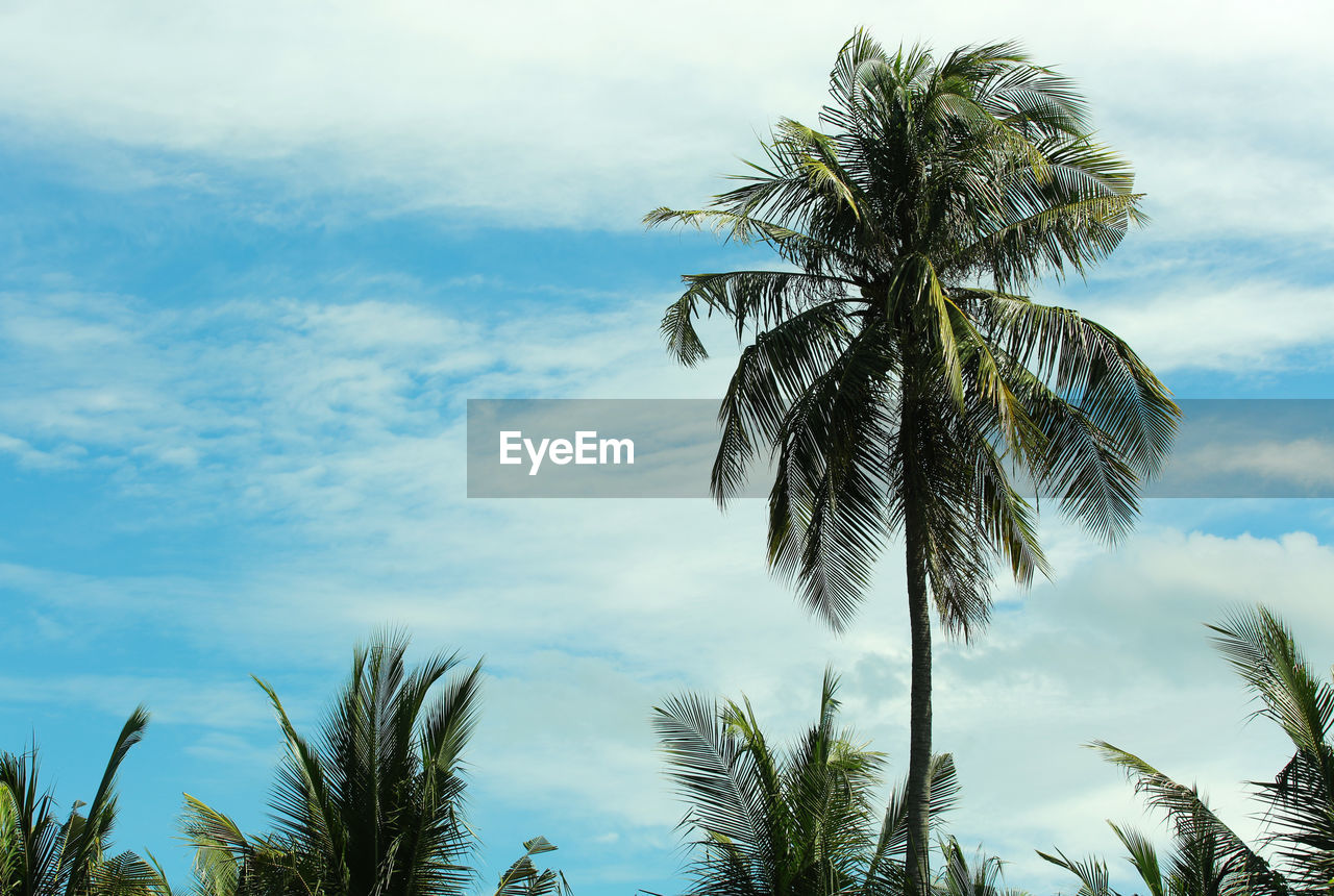 Low angle view of palm trees against sky