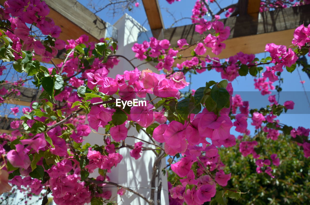 CLOSE-UP OF PINK BOUGAINVILLEA PLANT