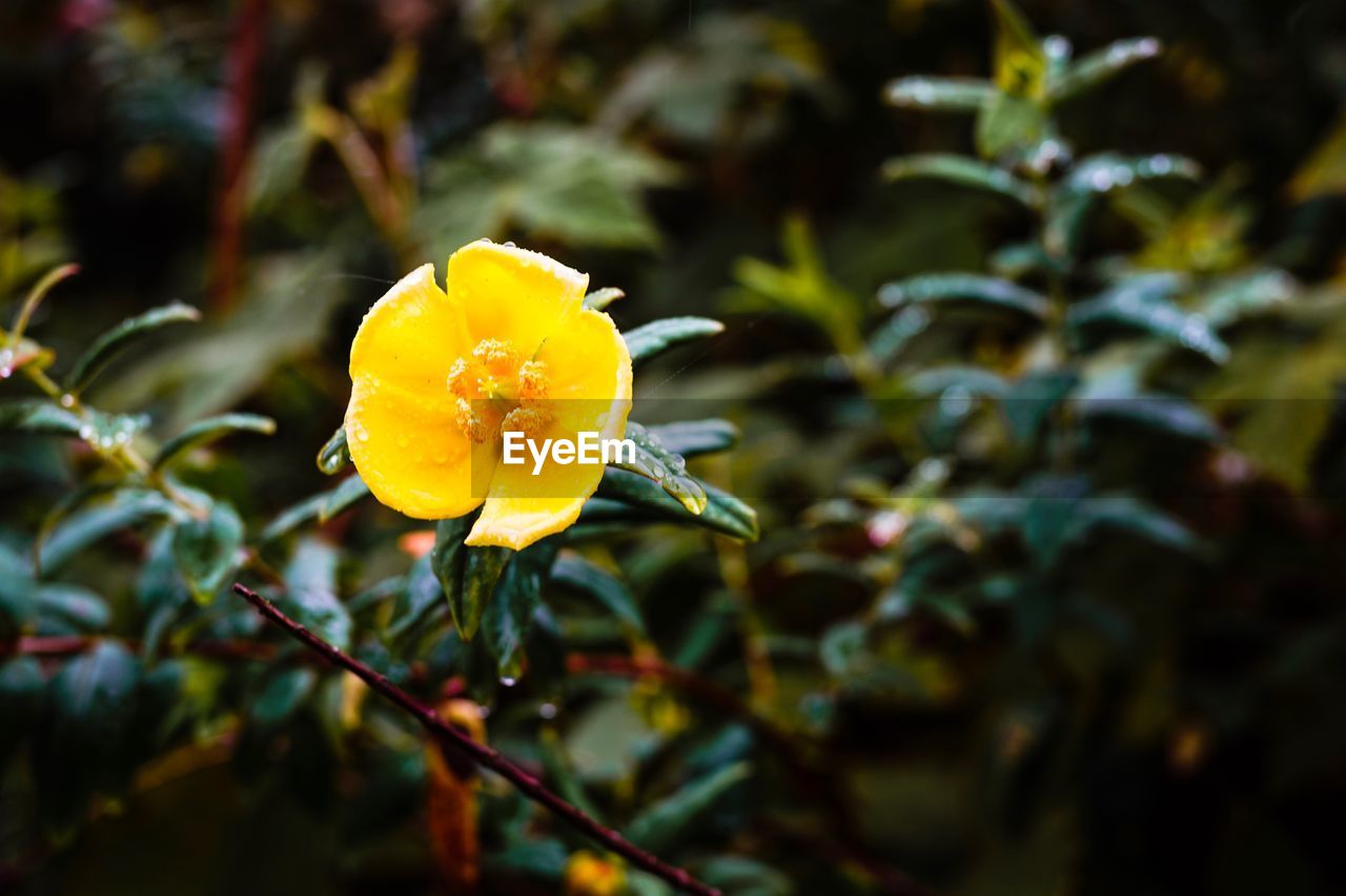 Close-up of yellow flowering plant