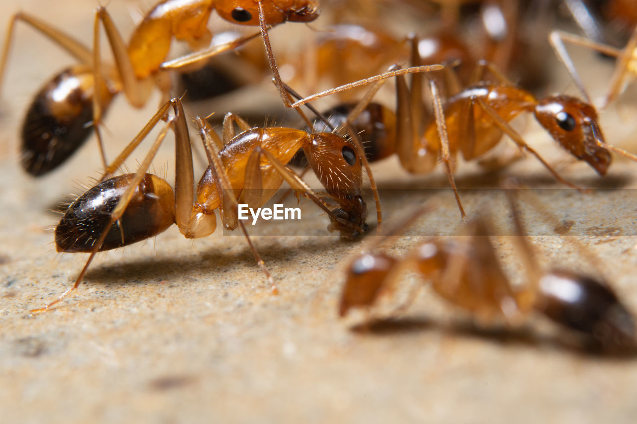 Close-up of ants on surface