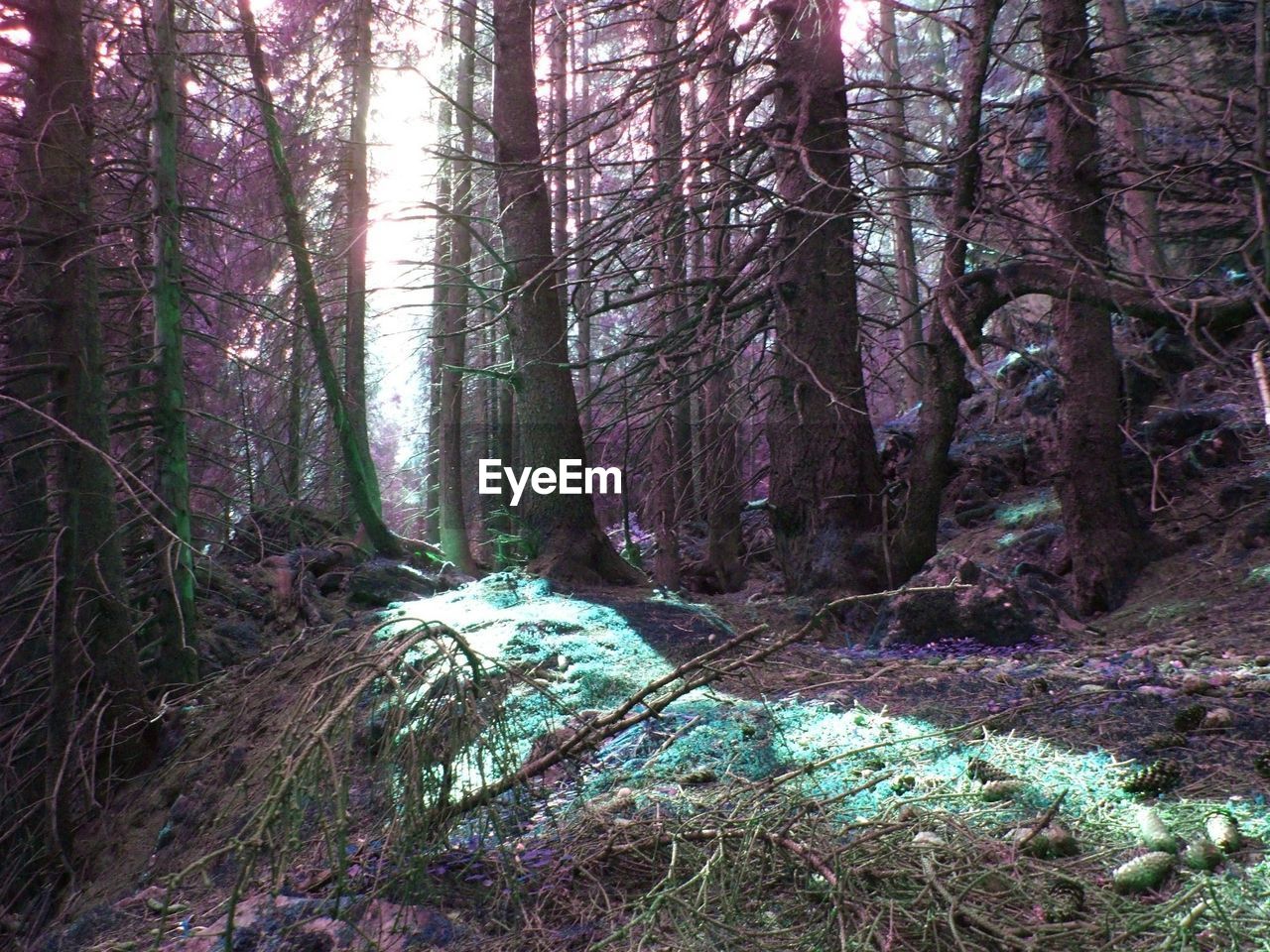 Trees in forest