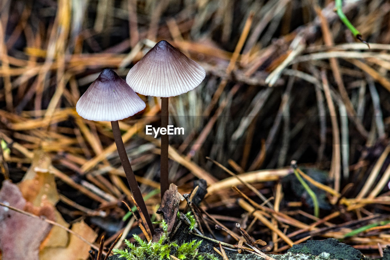 CLOSE-UP OF MUSHROOM ON FIELD