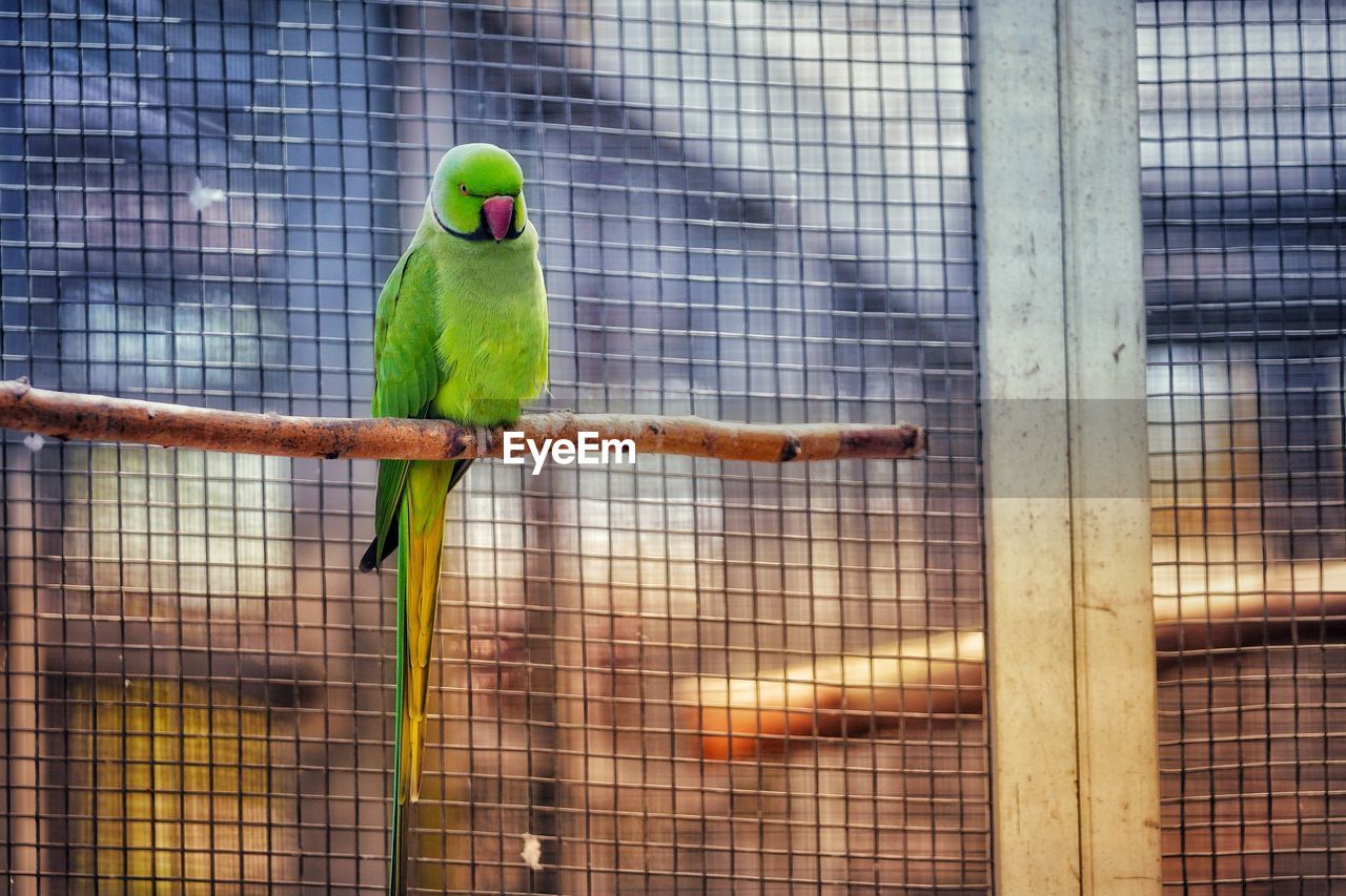 Bird perching in cage