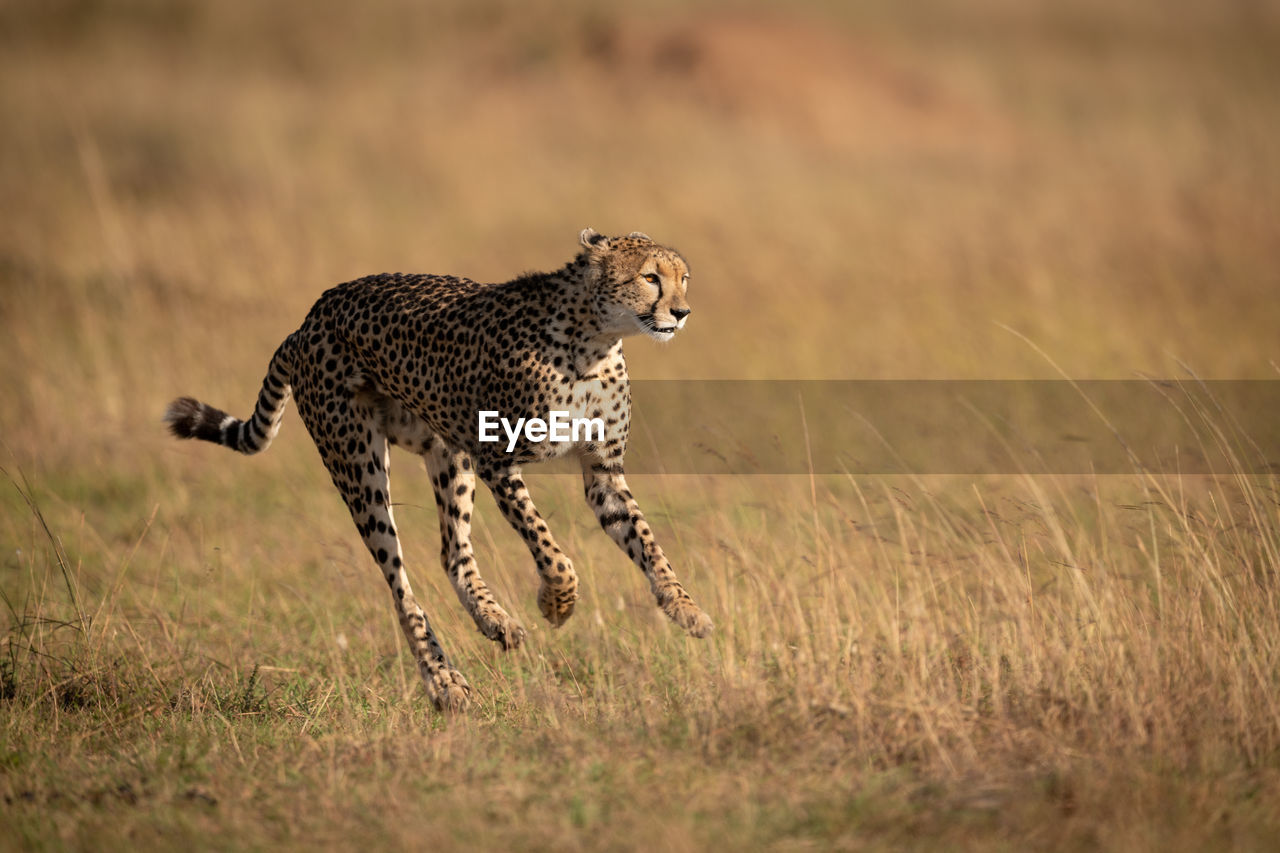 Cheetah running on field