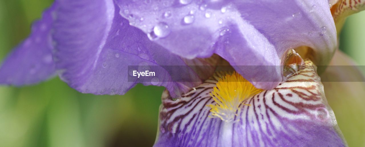 Close-up of raindrops on purple flowering plant