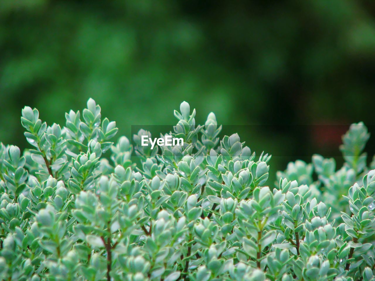 Close-up of white flowering plants on field