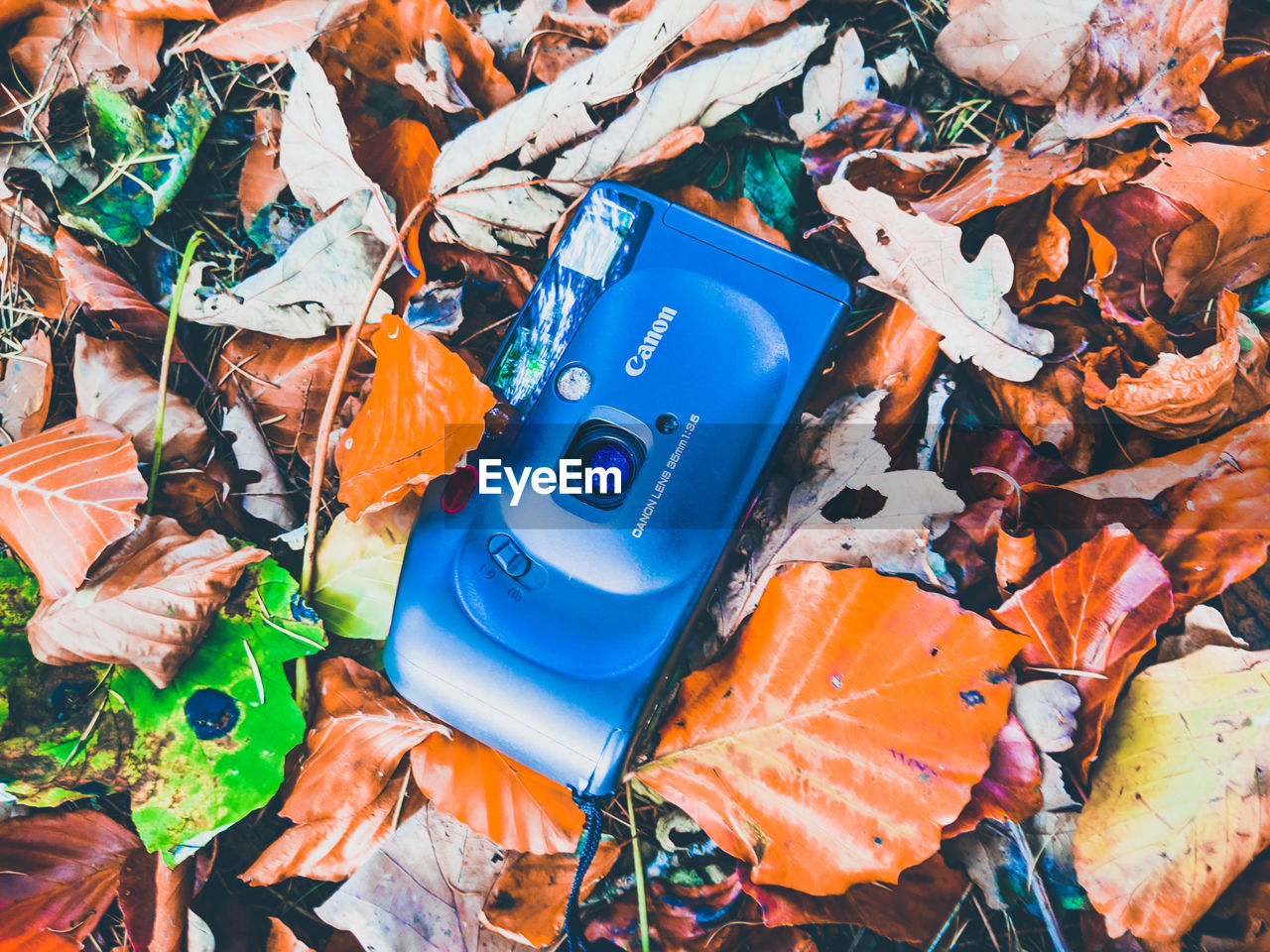 HIGH ANGLE VIEW OF DRY AUTUMN LEAVES ON BLUE SEA