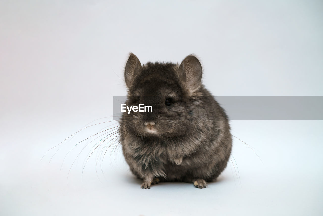 Black chinchilla on a white background