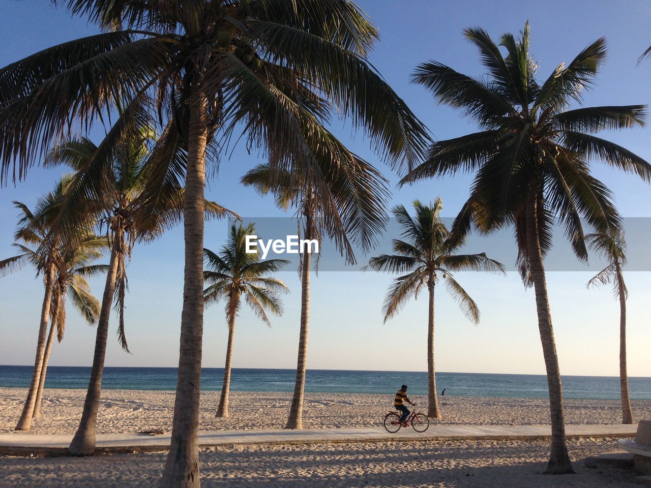 Palm trees growing on beach against sea and sky