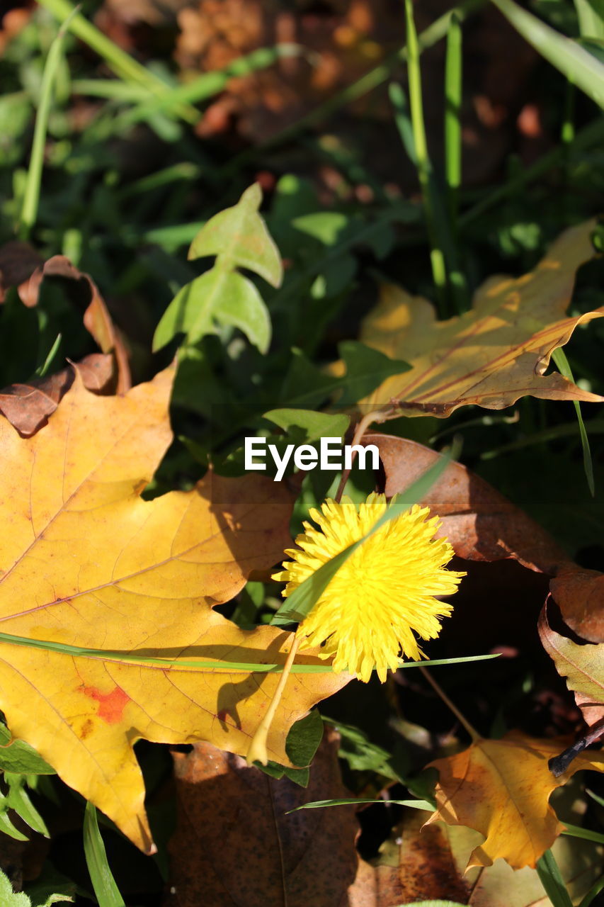 CLOSE-UP OF PLANT GROWING IN AUTUMN